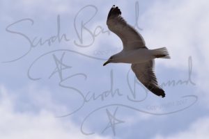 Herring gull, wings spread