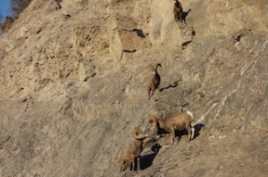 Big horn sheep