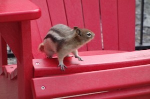 Chipmunk