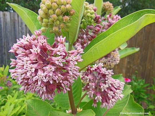 Milkweed for Monarch Butterfly