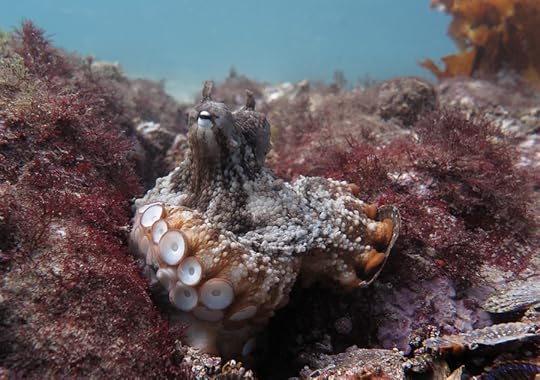 Octlantis_9549 for Metaz cmp