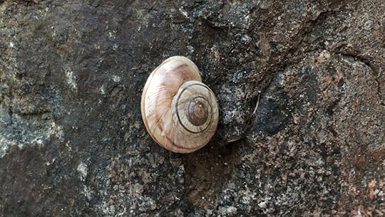 Snail in the SOB Draw