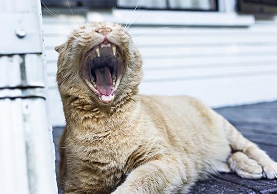 pet-kitten-cat-lying.jpg