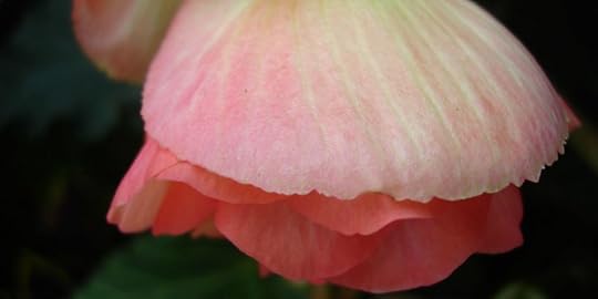 So Much Hope | Liz Curtis Higgs