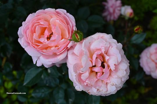 Easy Elegance Calypso Rose