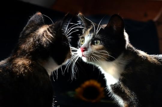 Stuart Smalley images are copyrighted, so I present to you: cat in mirror.