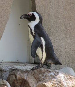 African Penguin