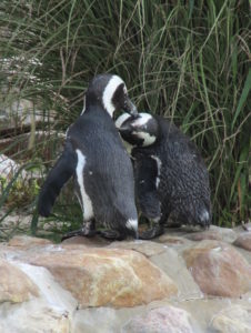 African Penguins
