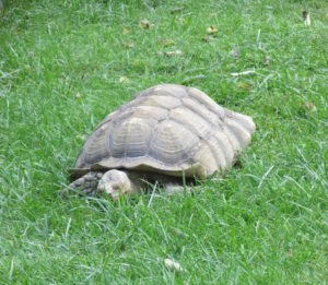 African Spurred Tortoise