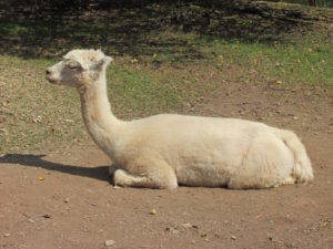 Alpaca