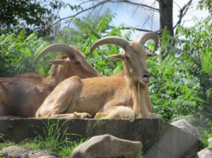 Aoudad