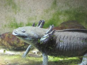 Axolotl