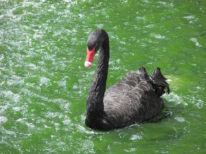 Black Swan