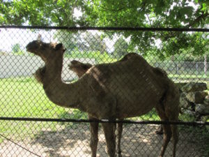 Camels in the shade