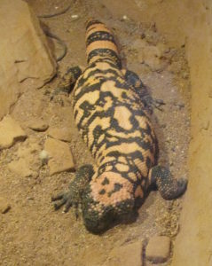 Chuckwalla