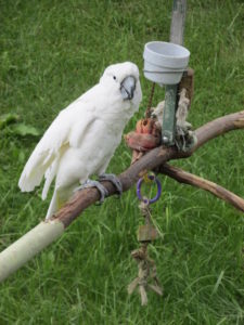 Cockatoo
