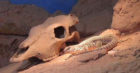 Desert Iguana