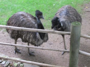 Emu