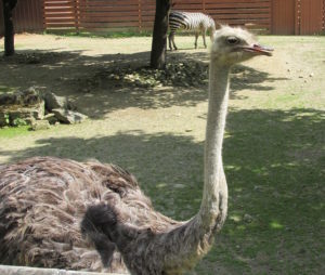 Ostrich