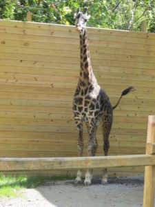 Murphy the Giraffe