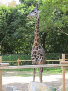 Murphy the Giraffe