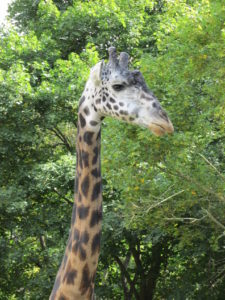 Murphy the Giraffe