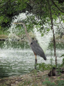 Blue Heron