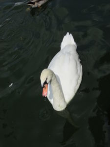 White Swan