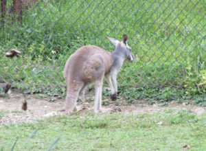 Kangaroo