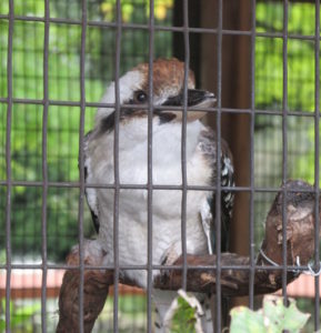 Laughing Kookaburra