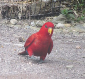Red Lory
