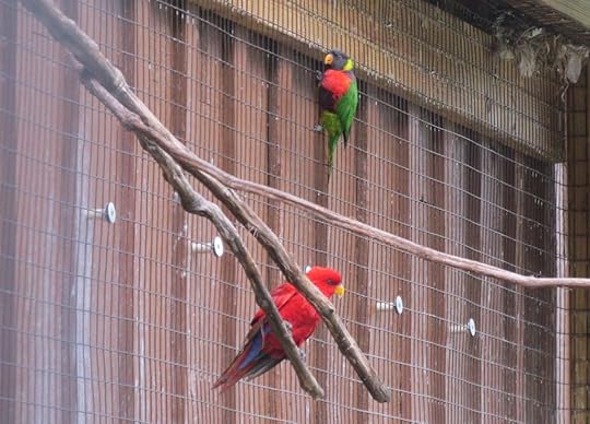 Lorikeet and Red Lory