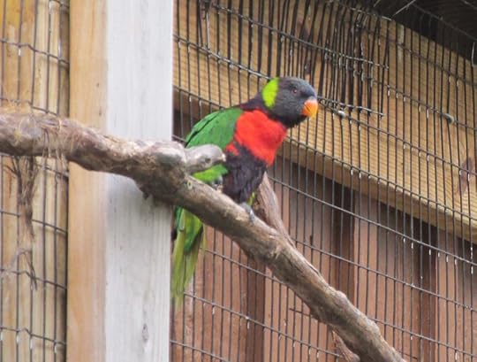Lorikeet