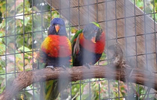 Lorikeets