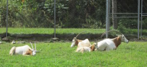 Scimitar-Horned Oryx