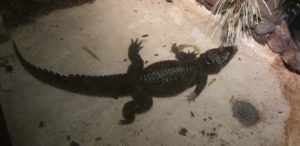 West African Dwarf Crocodile