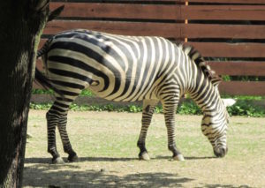 Zebra