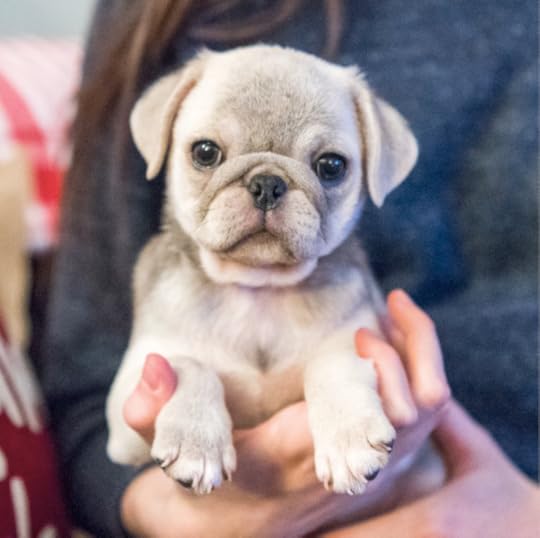 The Dogist Puppies 2-- bookspoils