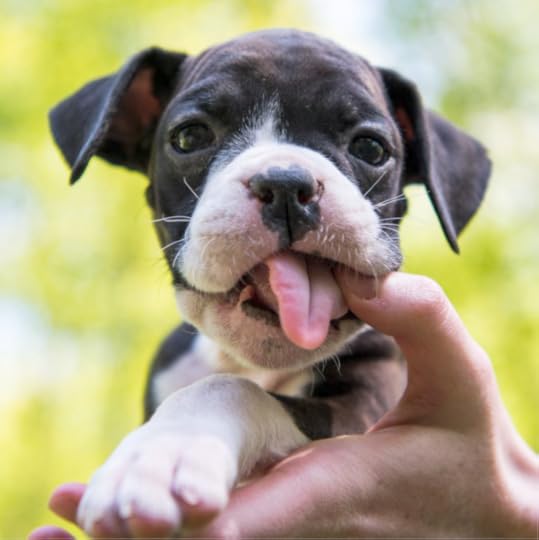 The Dogist Puppies 12-- bookspoils