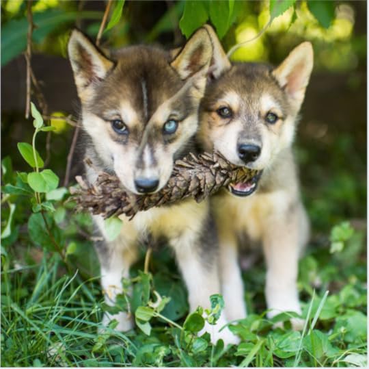 The Dogist Puppies 3-- bookspoils