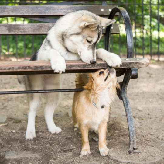 The Dogist Puppies 4-- bookspoils