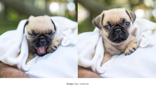 The Dogist Puppies 8-- bookspoils