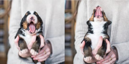 The Dogist Puppies 9-- bookspoils