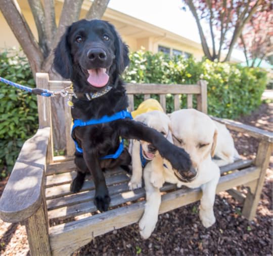 The Dogist Puppies 11-- bookspoils