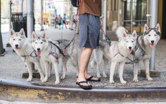 The Dogist Puppies 13-- bookspoils