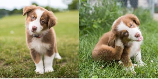 The Dogist Puppies 14-- bookspoils