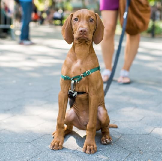 The Dogist Puppies 15-- bookspoils