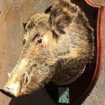 Boar's head at Norcineria Dai Fratelli