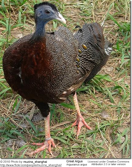 Argus pheasant