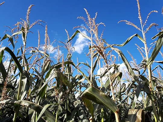 corn maze